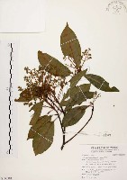 藏品(香楠)的圖片