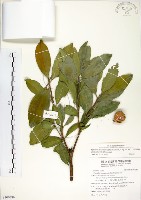 藏品(武威山烏皮茶)的圖片