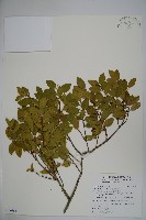 藏品(圓葉冬青)的圖片