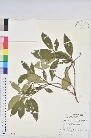 藏品(臺灣土沉香)的圖片