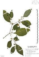 藏品(龍珠)的圖片