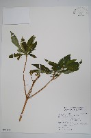 藏品(蘿芙木)的圖片