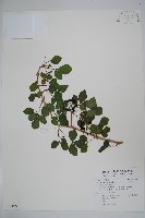 藏品(三葉五加)的圖片