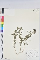 藏品(印度鐵莧)的圖片