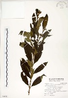 藏品(疏齒紫珠、恆春紫珠)的圖片