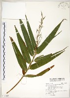 藏品(莎勒竹)的圖片