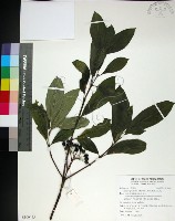 藏品(薄葉玉心花)的圖片