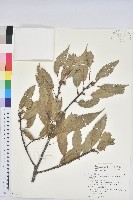 藏品(青剛櫟、鐵椆)的圖片