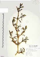 藏品(海馬齒)的圖片