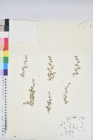 藏品(匐根大戟)的圖片