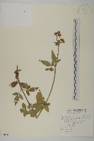 藏品(小白花鬼針)的圖片