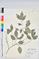 藏品(交力坪鐵色)的圖片