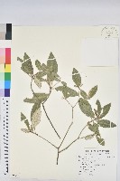 藏品(裡白巴豆)的圖片