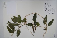 藏品(臺灣牛皮消、臺灣白薇)的圖片