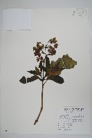 藏品(假酸漿)的圖片