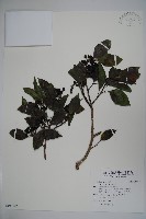 藏品(鐵冬青)的圖片