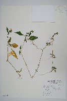 藏品(明萼草)的圖片