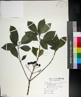 藏品(薄葉玉心花)的圖片