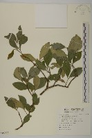 藏品(菱葉衛矛)的圖片