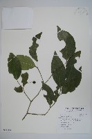 藏品(毛瓣蝴蝶木)的圖片