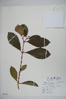 藏品(著生珊瑚樹)的圖片