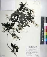 藏品(臺灣鐵線蓮)的圖片