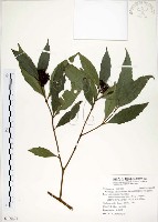 藏品(疏齒紫珠、恆春紫珠)的圖片