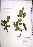 藏品(烏柑仔)的圖片