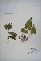 藏品(上花細辛)的圖片