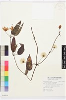 藏品(亨利氏鐵線蓮)的圖片