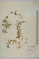 藏品(疏花繁縷)的圖片