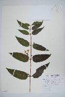 藏品(阿里山忍冬、漸尖葉忍冬)的圖片