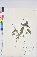 藏品(山靛)的圖片