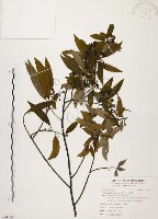 藏品(山胡椒)的圖片