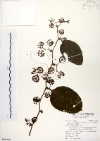 藏品(糙莖菝契、疣枝菝契)的圖片