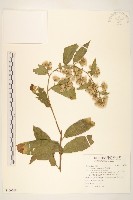 藏品(過山龍)的圖片