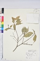 藏品(油葉石櫟)的圖片