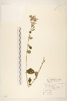 藏品(一枝香)的圖片