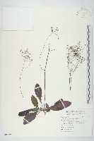 藏品(黃鵪菜)的圖片
