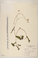 藏品(紫背草)的圖片