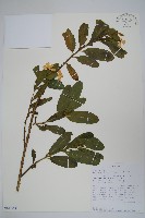 藏品(長春花)的圖片