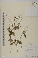 藏品(鬼針舅)的圖片