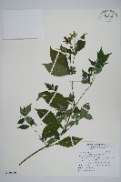 藏品(文竹)的圖片