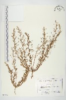 藏品(土丁桂)的圖片