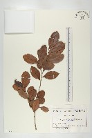 藏品(象牙柿)的圖片