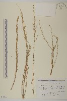 藏品(細葉山艾)的圖片