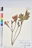 藏品(黃躑躅)的圖片