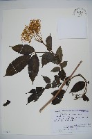 藏品(西洋接骨木)的圖片