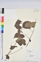 藏品()的圖片