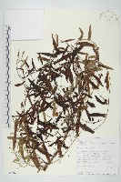 藏品(戟葉菜欒藤)的圖片